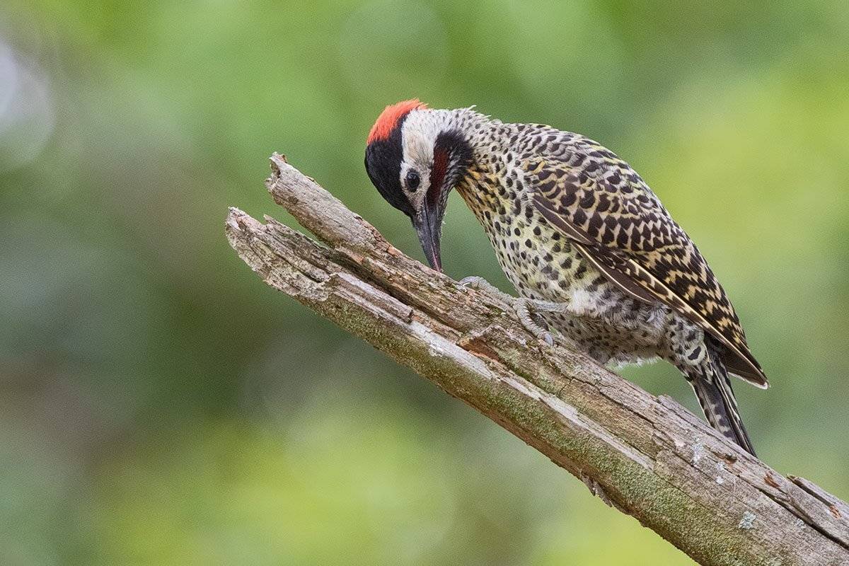 птицы, уругвай, Елена Давыдова