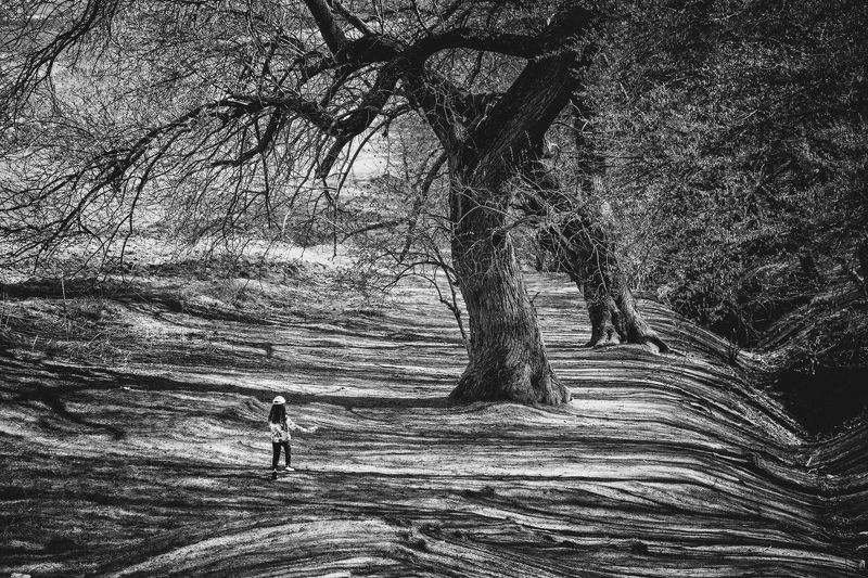 follow your dreams фото превью