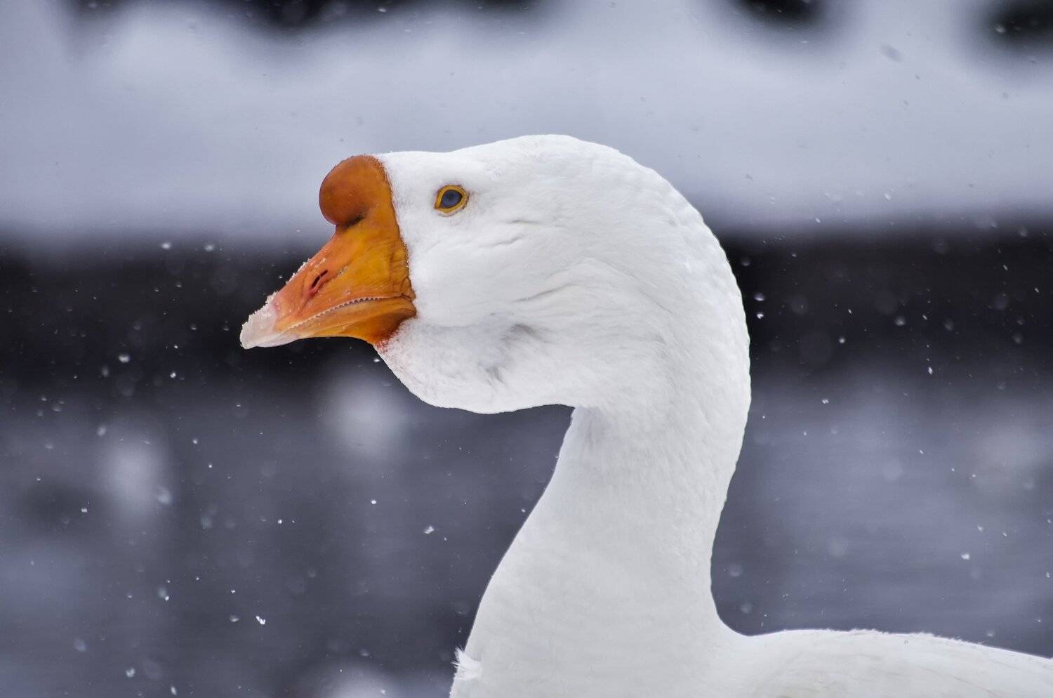, Павел Сагайдак