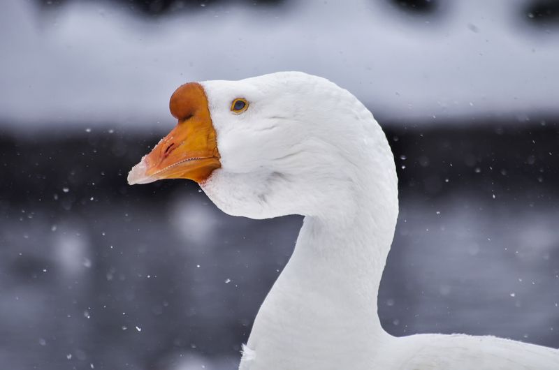 Гусак фото превью
