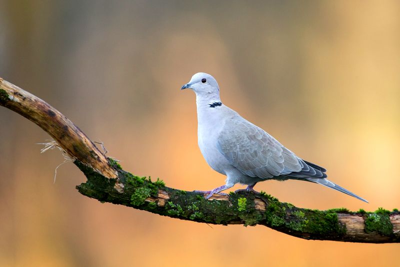 Streptopelia decaocto фото превью