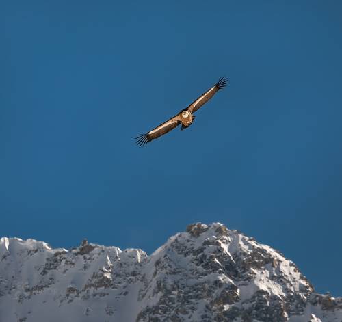 В синеве неба
