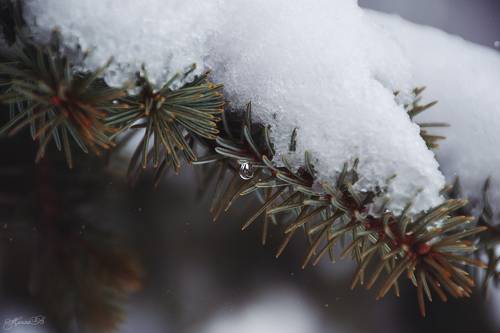 Снежно-сахарный