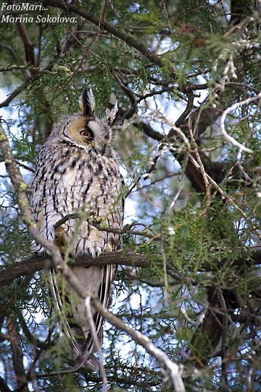 Ушастая сова... фото превью