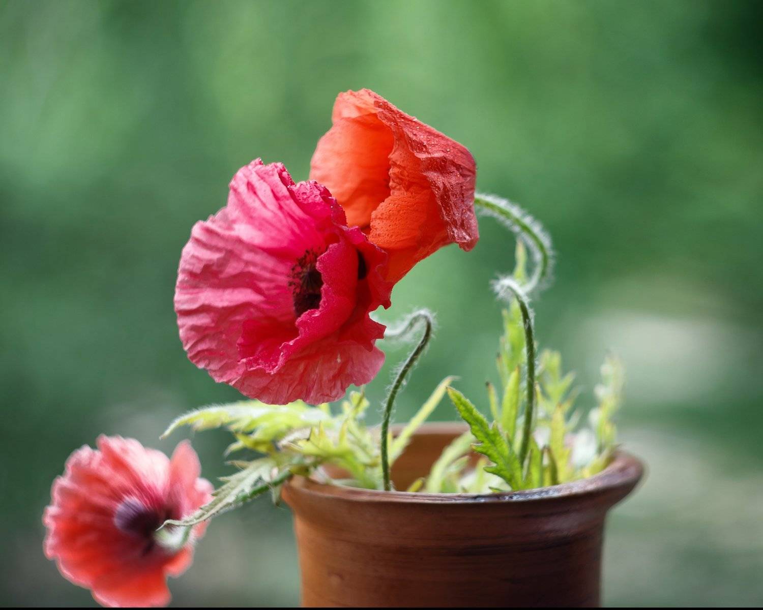 маки о любви ,аромат души,нежность цветов, ирина горюкина ,беларусь, Ирина Горюкина