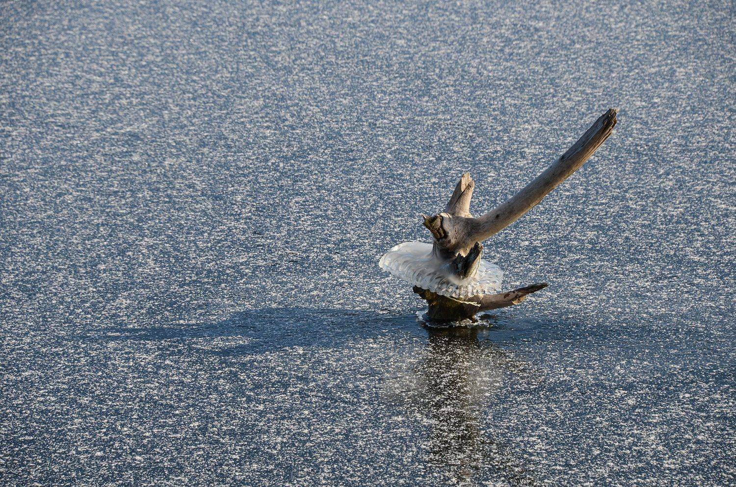 зима, февраль, коряжка, балетное па, пачка, юбочка, пелерина, озеро, лёд, снег, фактура, Валерий Наумов