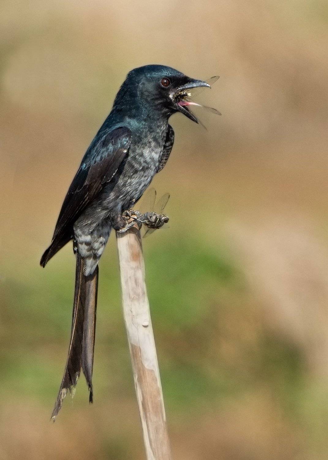 birds, 2020, 2021, nature, wildlife, birding, wild, India, Pinak Paul