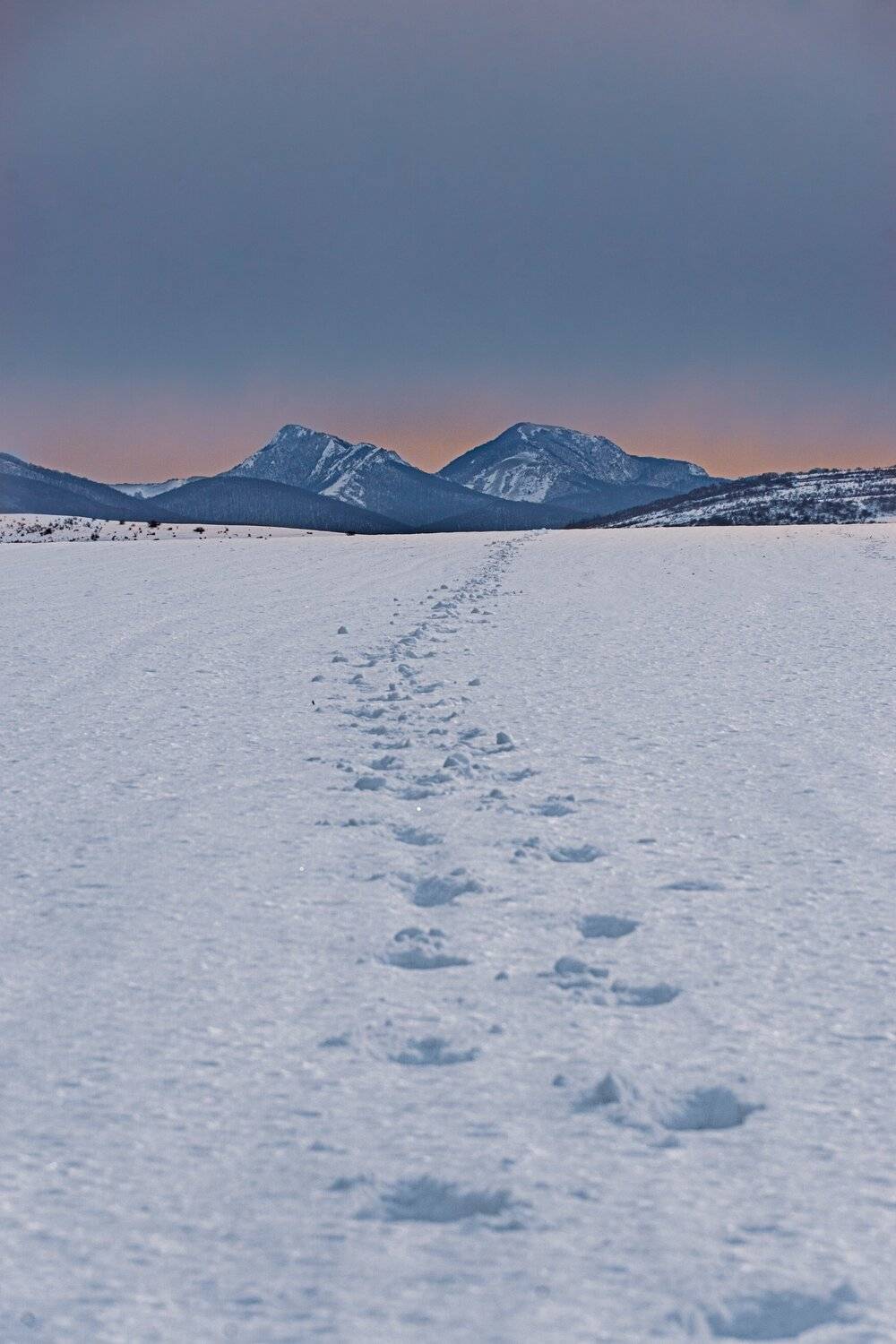 , Андрей Кривцов
