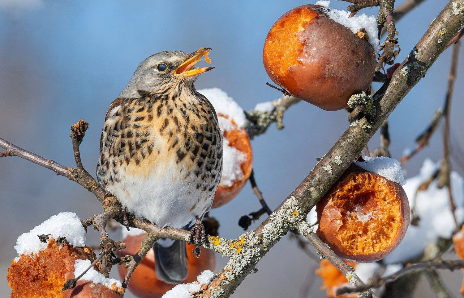птица дрозд рябинник, Руслан Сигушин