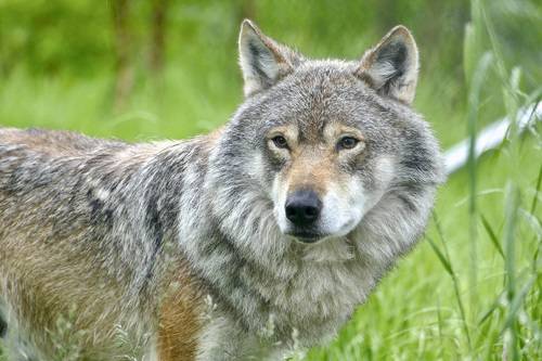 В летний дождь