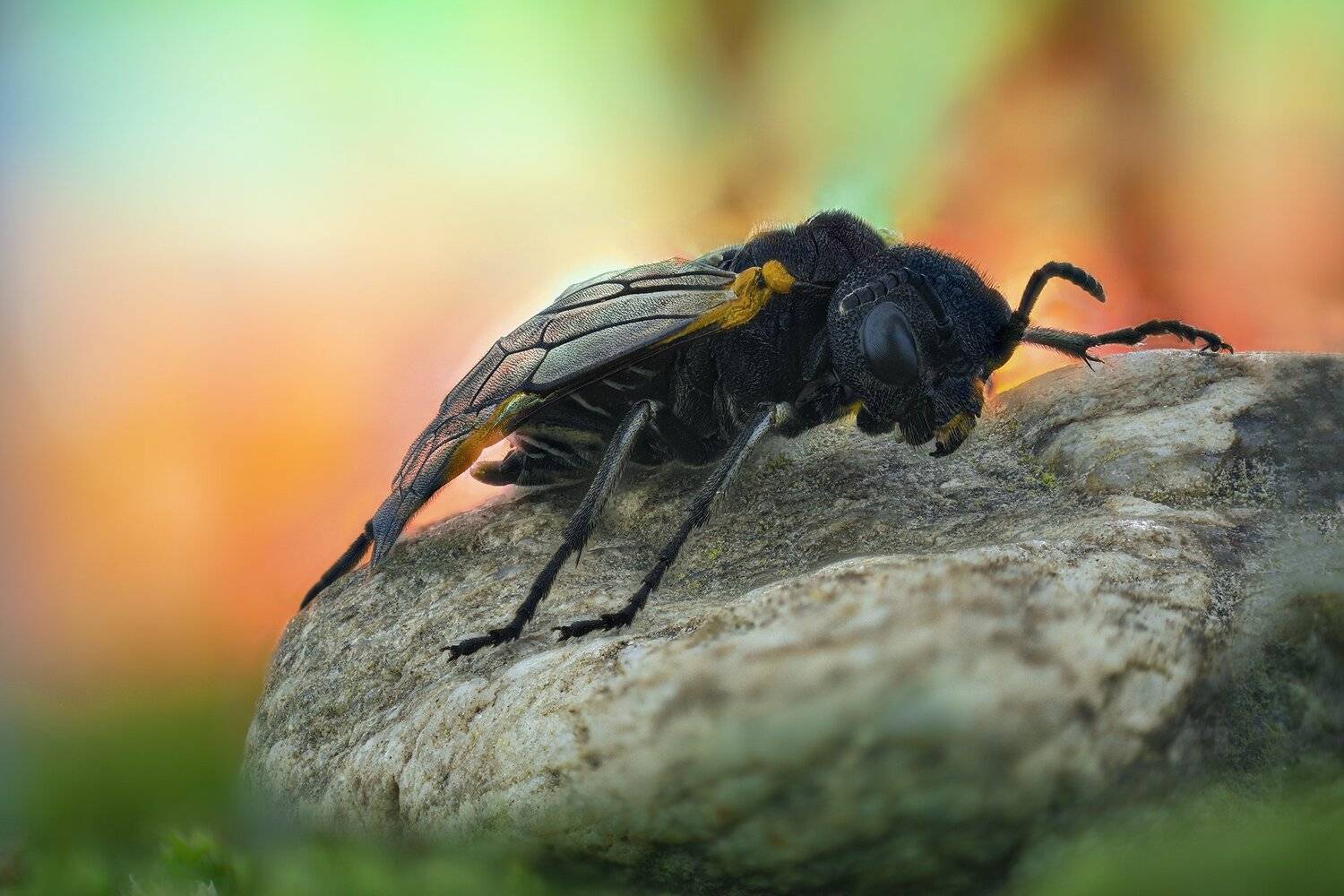 ceclii, macro, nikon d5600, zeiss semiplan 6.3, Tsvetan Ganev