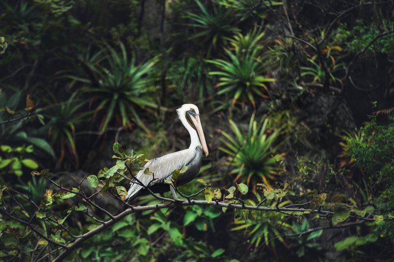 Мексика каньон Сумидеро пеликан Mexico Mexico pelican canyon Пеликан фото превью