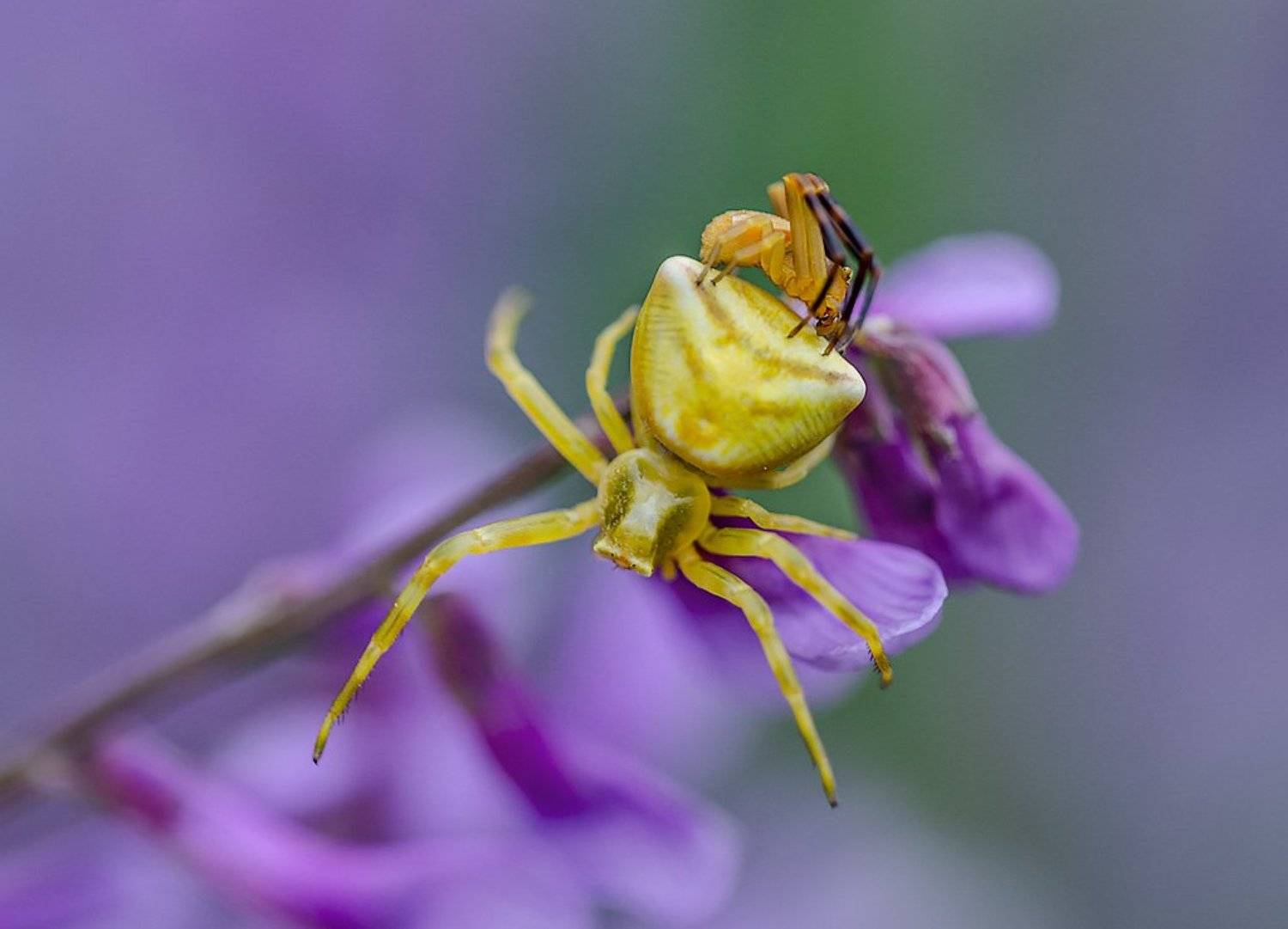 томизус наполненый. (thomisus onustus), Елена Елена