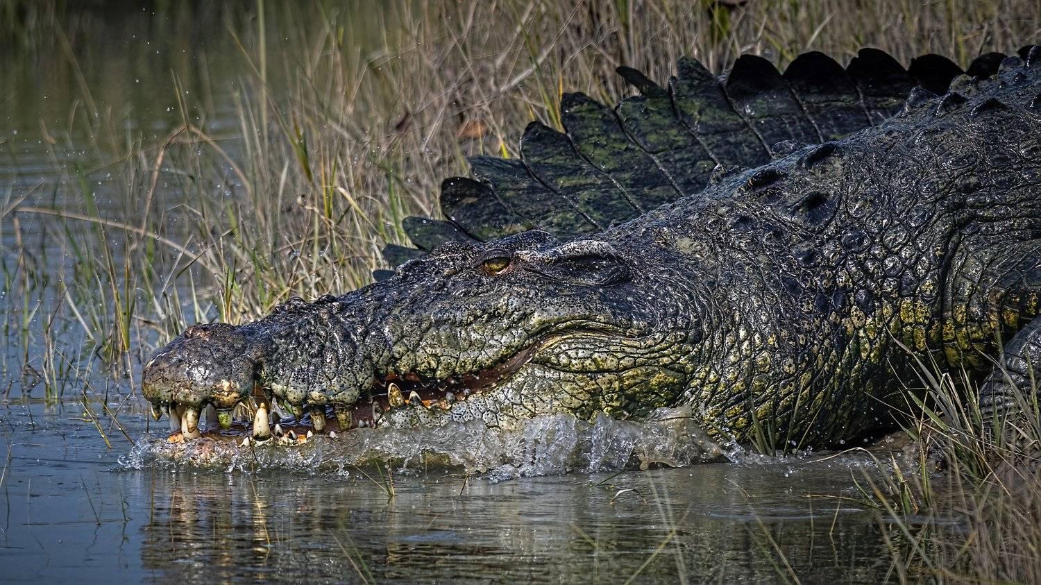 Salt water crocodile Sunderbans, Arpan Saha