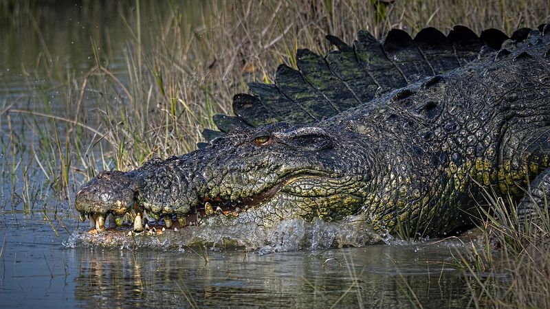 Salt water crocodile Sunderbans The River Monster фото превью