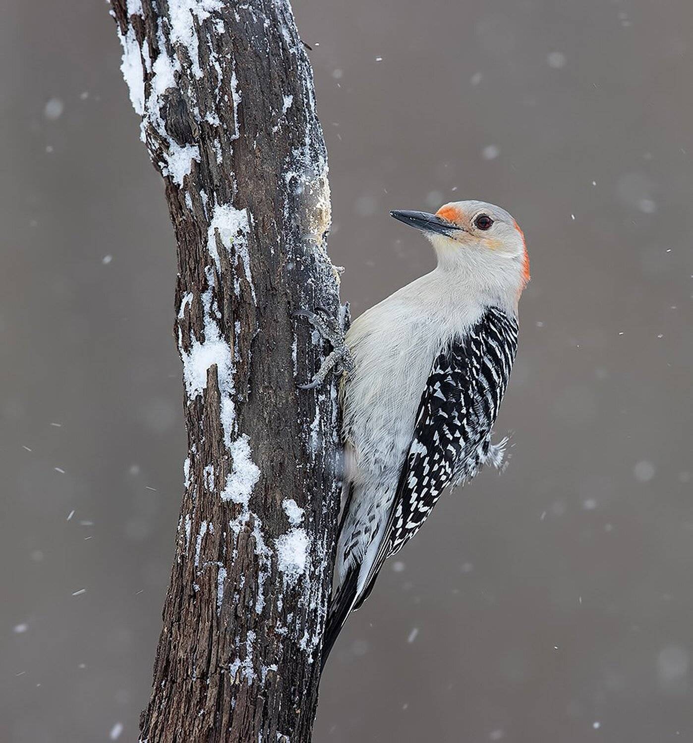 дятел, каролинский меланерпес, red-bellied woodpecker, woodpecker, Elizabeth Etkind