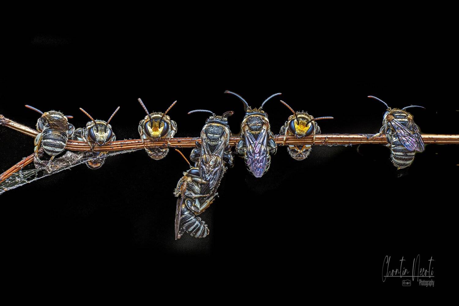 bees, macro, garden, small, animal, sleep, black, beauty, beautiful, insect, wings, NeCoTi ChonTin