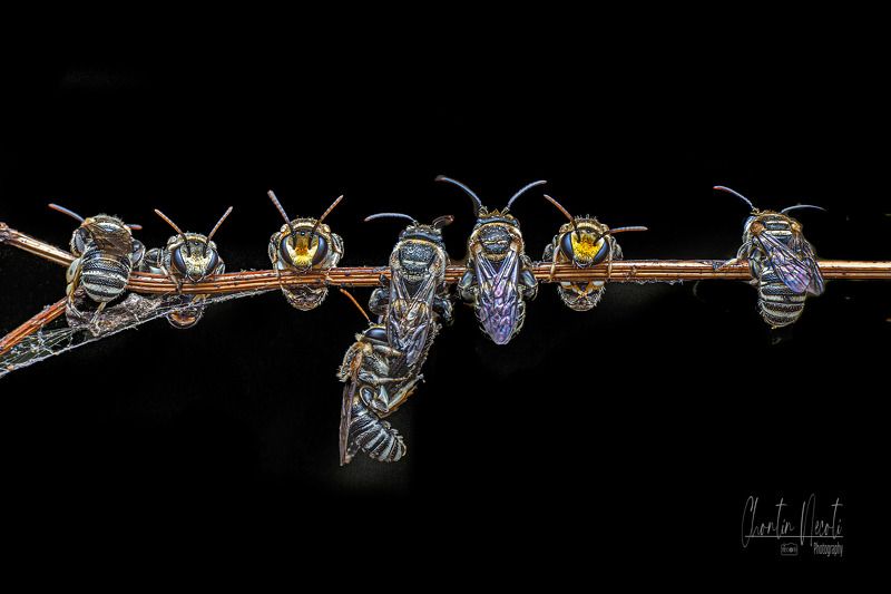 bees, macro, garden, small, animal, sleep, black, beauty, beautiful, insect, wings The bees sleep in the garden фото превью