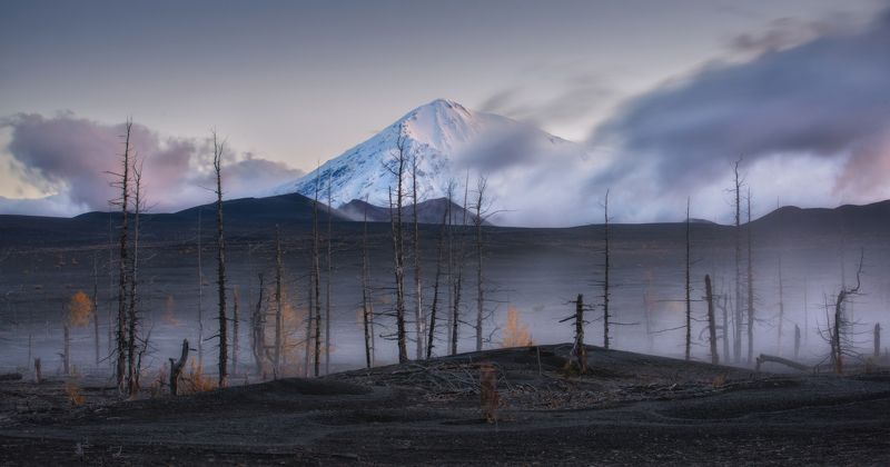Мертвый лес. Камчатка. фото превью