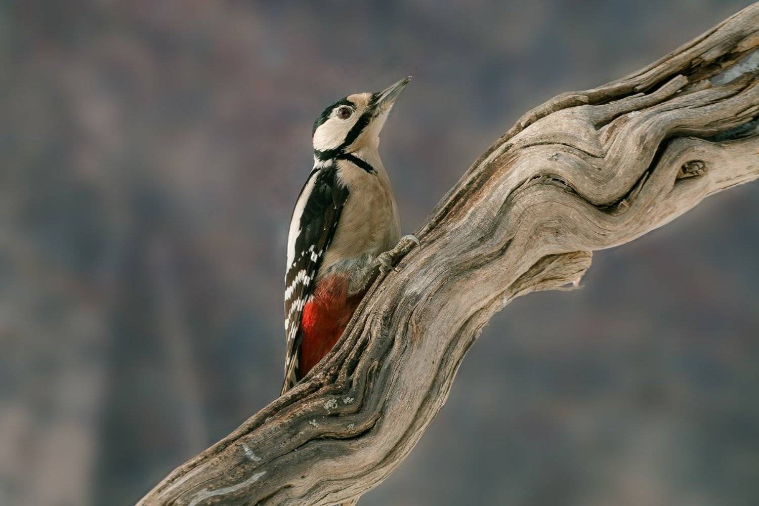 птицы, дятел, wildlife, birds, great spotted woodpecker, Алексей Юденков