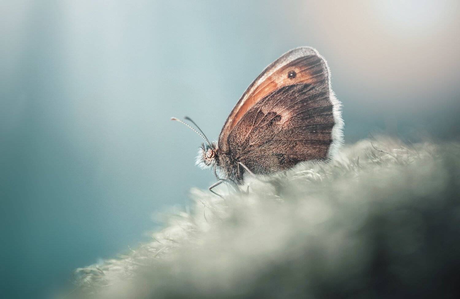 , Лапшина Владлена