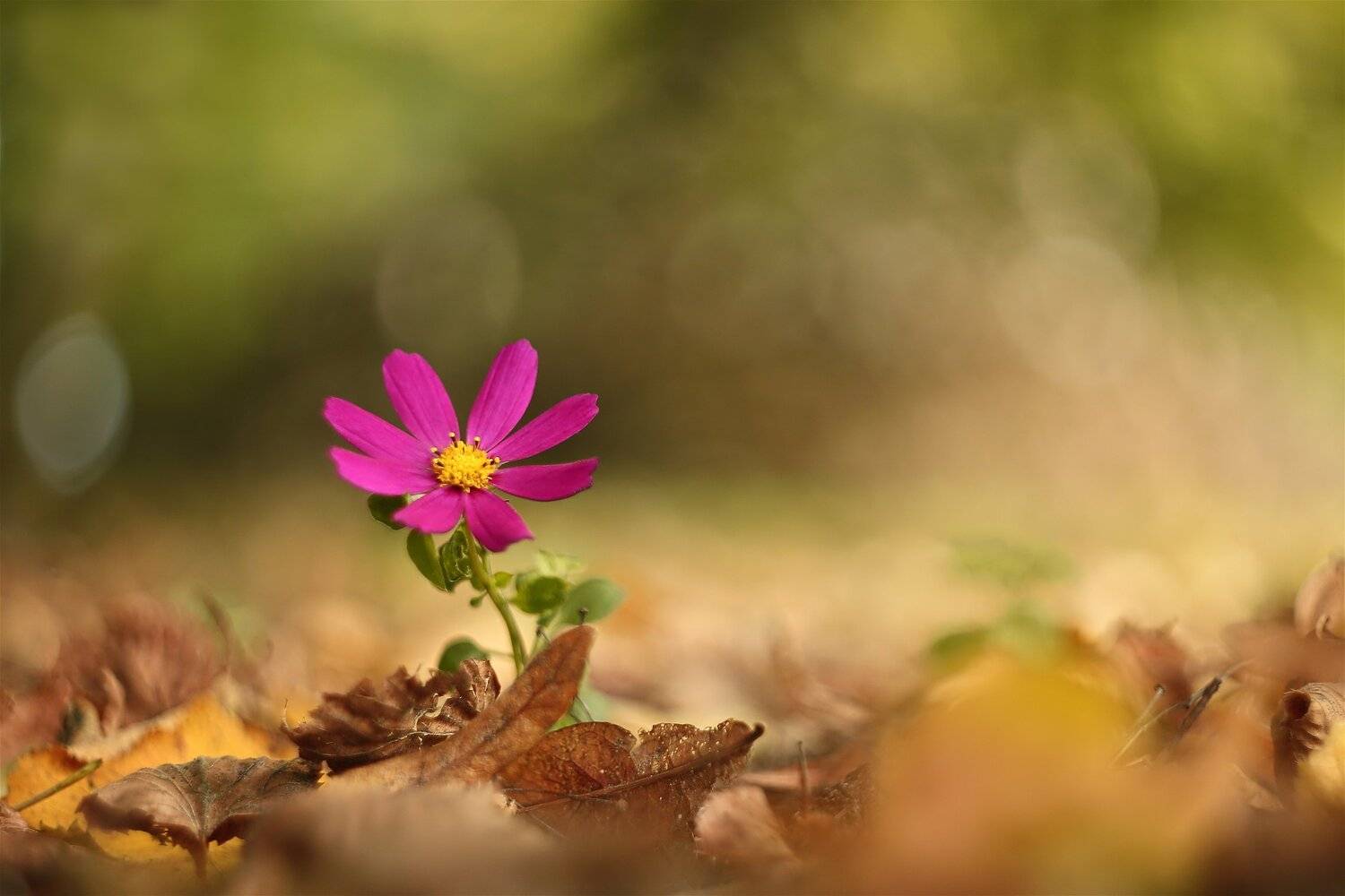 , Эдуард Колобошников