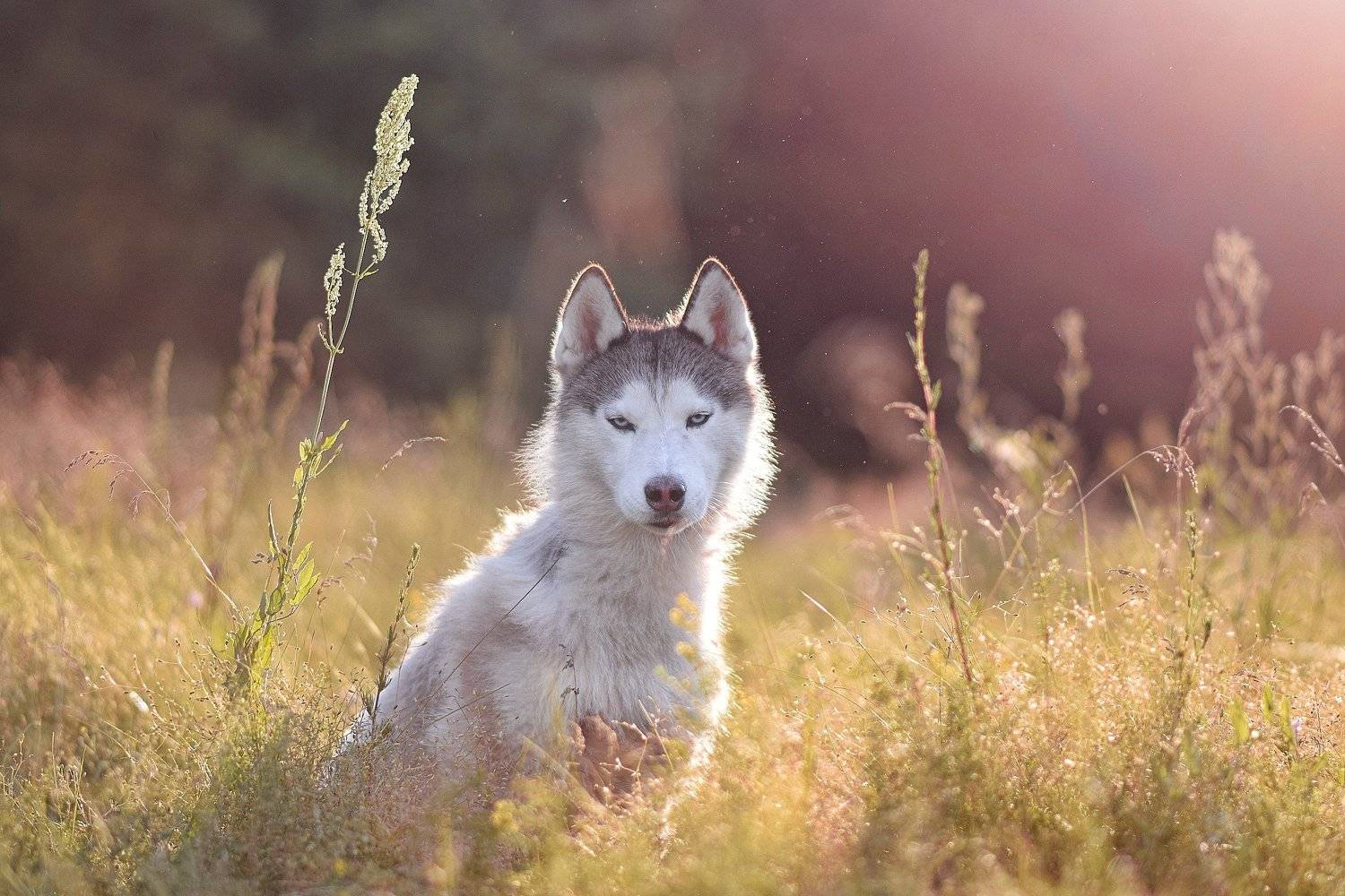 , Мария Яропольская