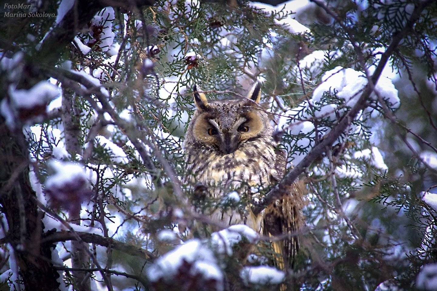 ушастаясова,птицы,природа,зима, Марина Соколова