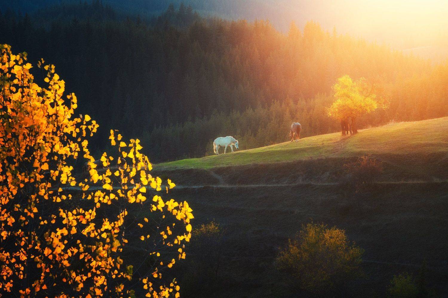 , Красимир Матаров