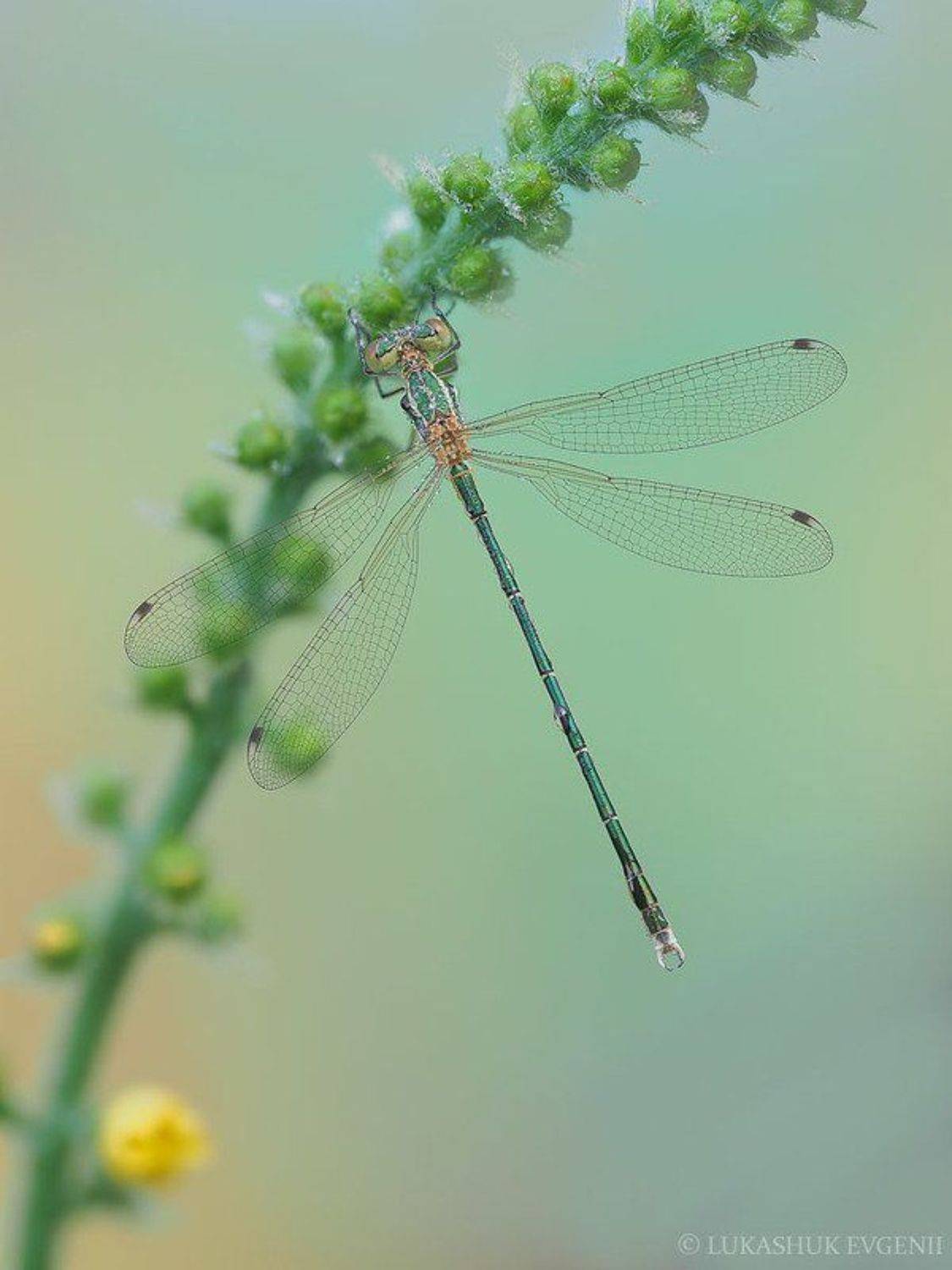 , Евгений Лукашук