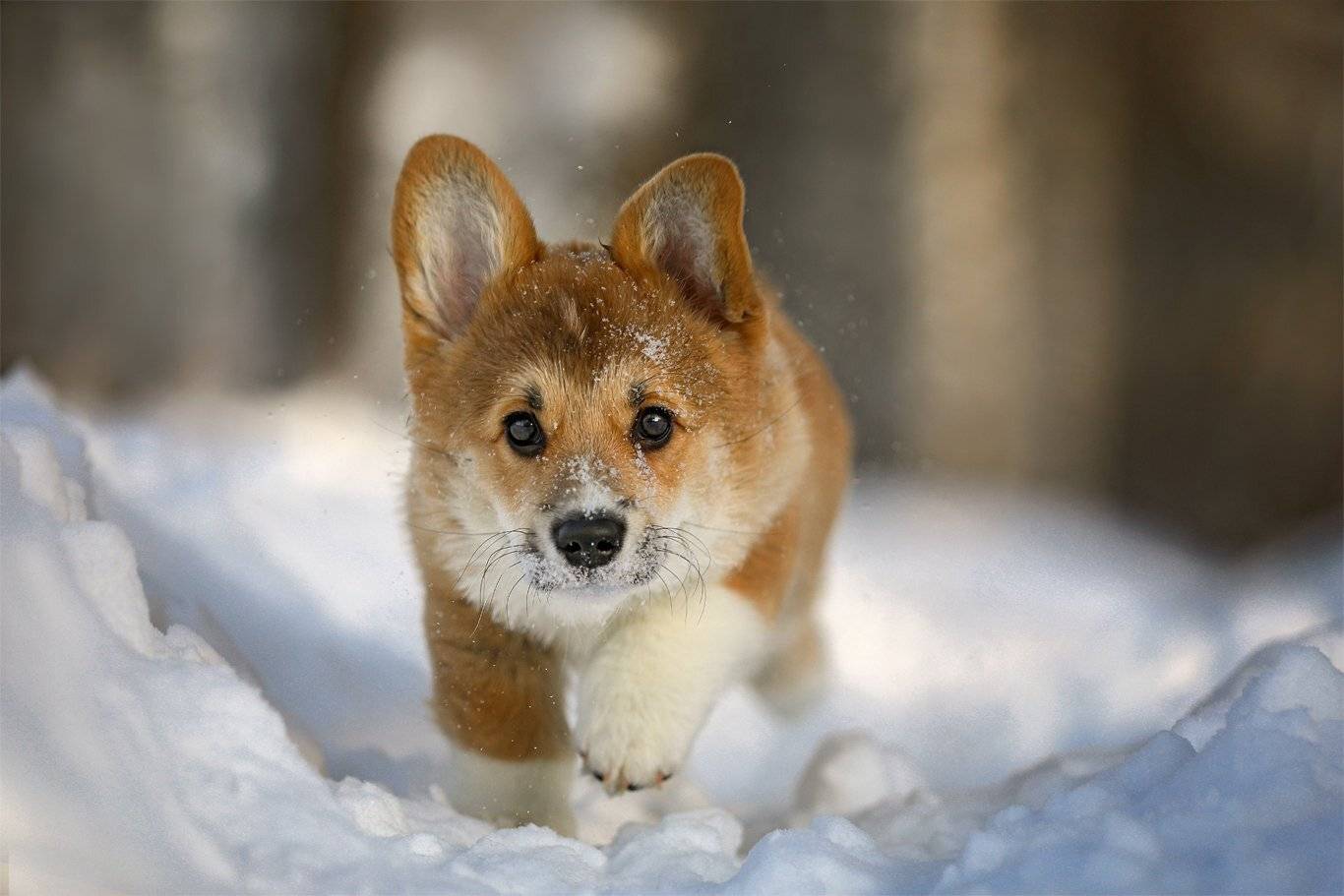 , Андрей Ершов