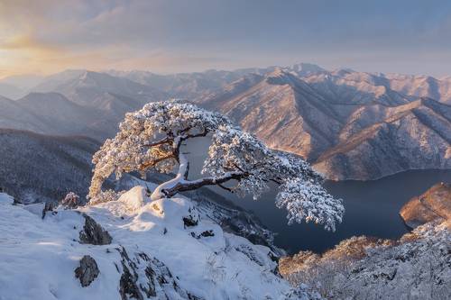 Snow pine tree