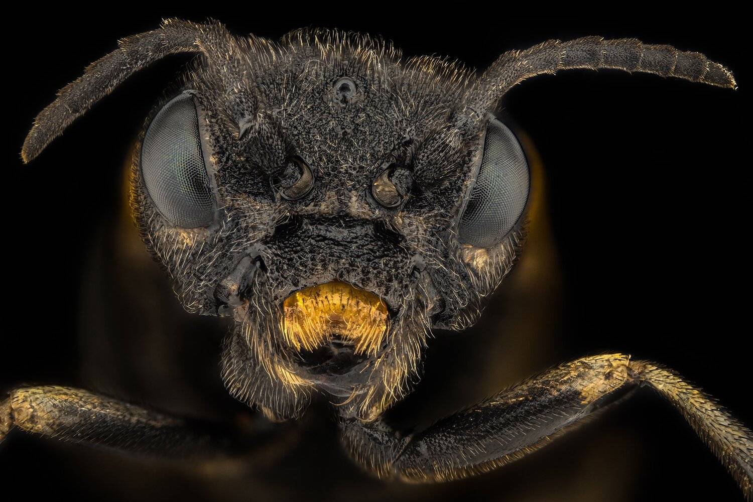 ceclii, macro, nikon d5600, zeiss semiplan 6.3, Tsvetan Ganev