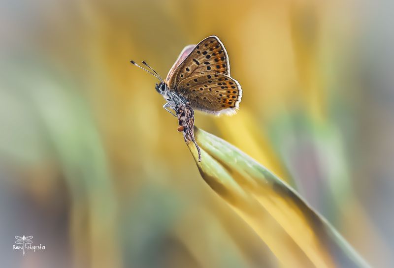 Czerwończyk uroczek- Lycaena tityrus, syn. Heodes tityrus. фото превью