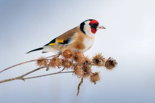 European goldfinch