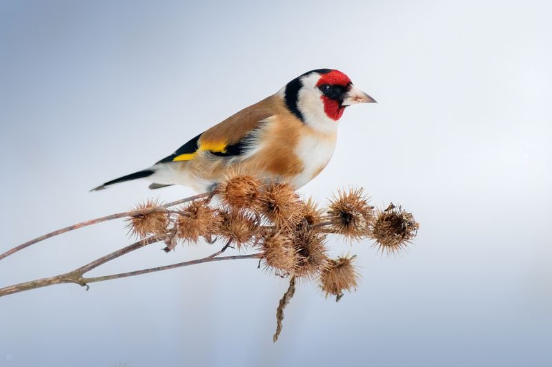 European goldfinch, wildlife, bird, щегол, дикая природа, птица European goldfinch фото превью