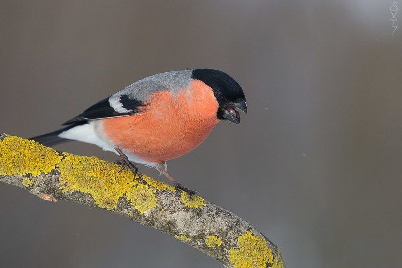 снегирь снегири фото превью