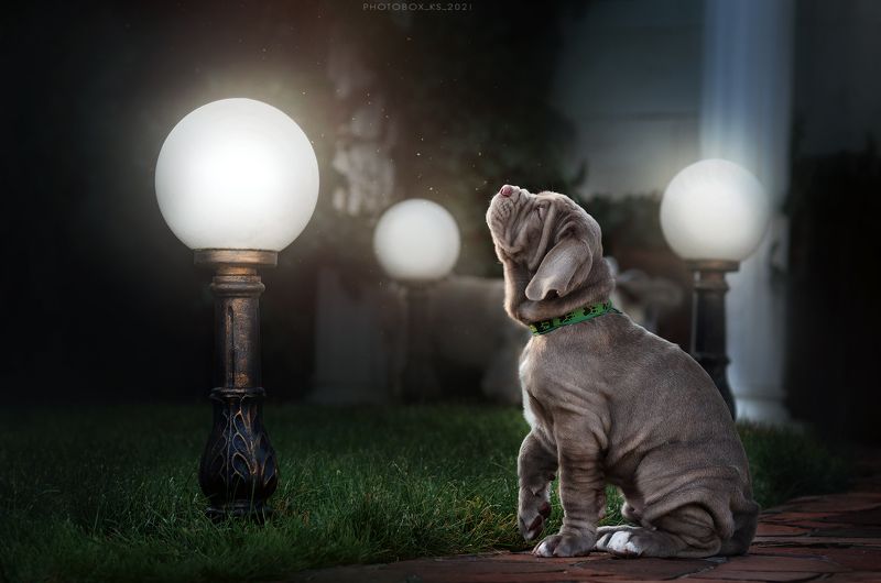 Щенки мастино фото превью