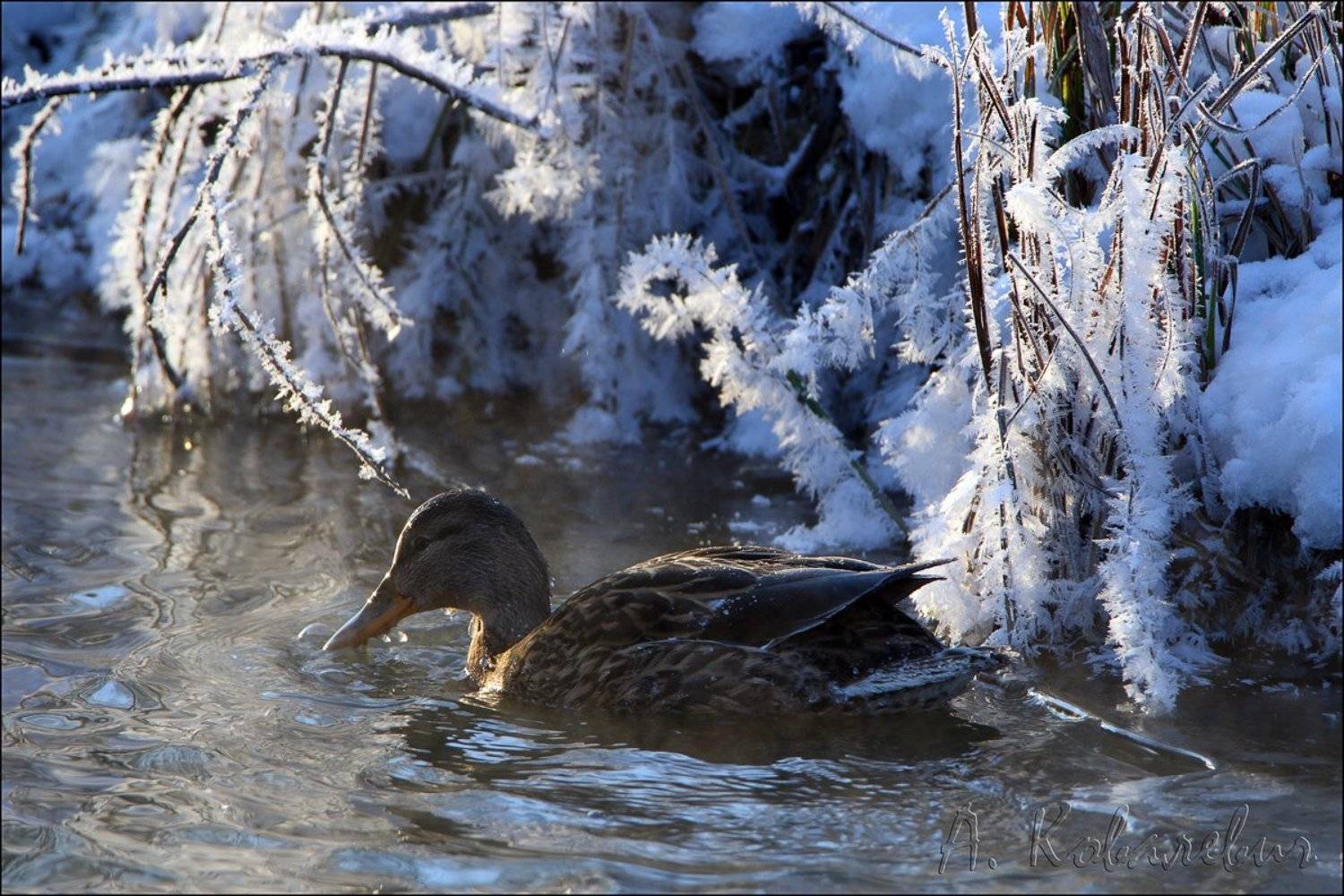 , Ковалевич А.