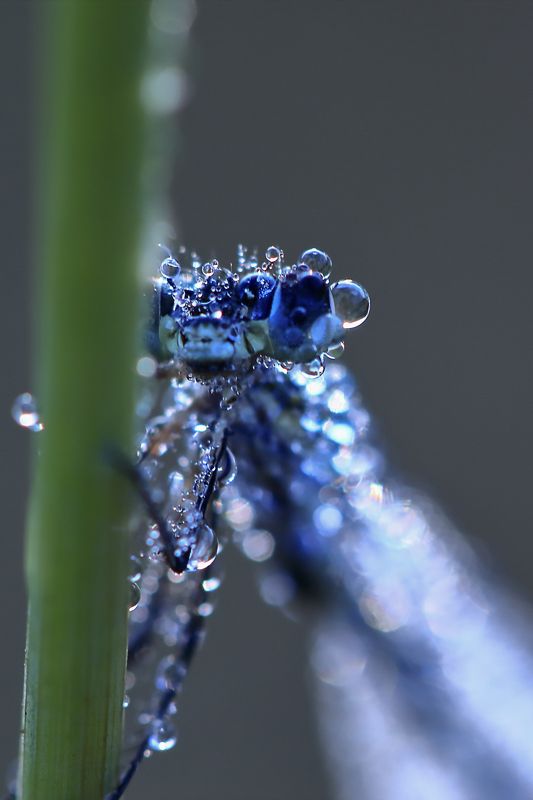 Август фото превью