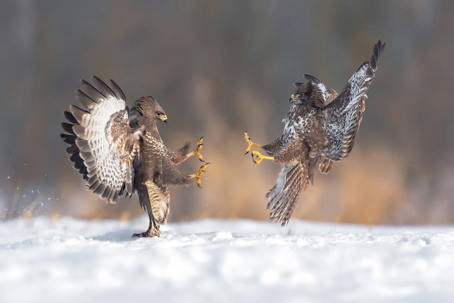 , Damian Kwasek
