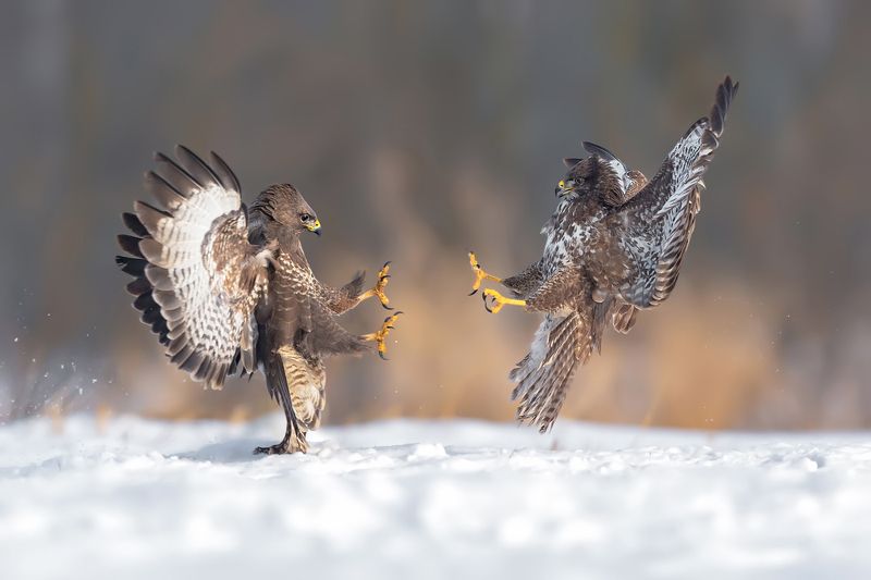 Poranna gimnastyka фото превью