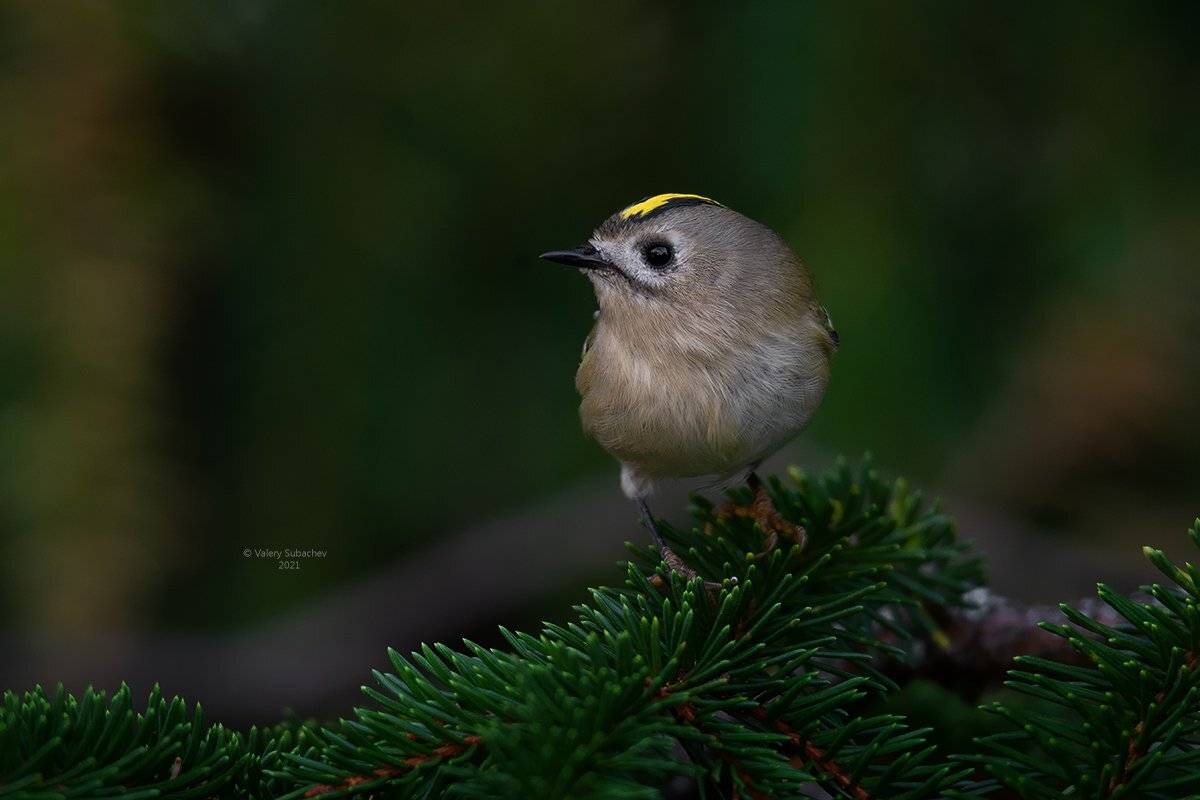 , Валерий Субачев