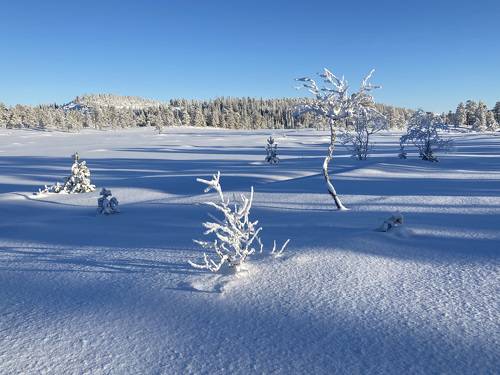 На лыжной тропе