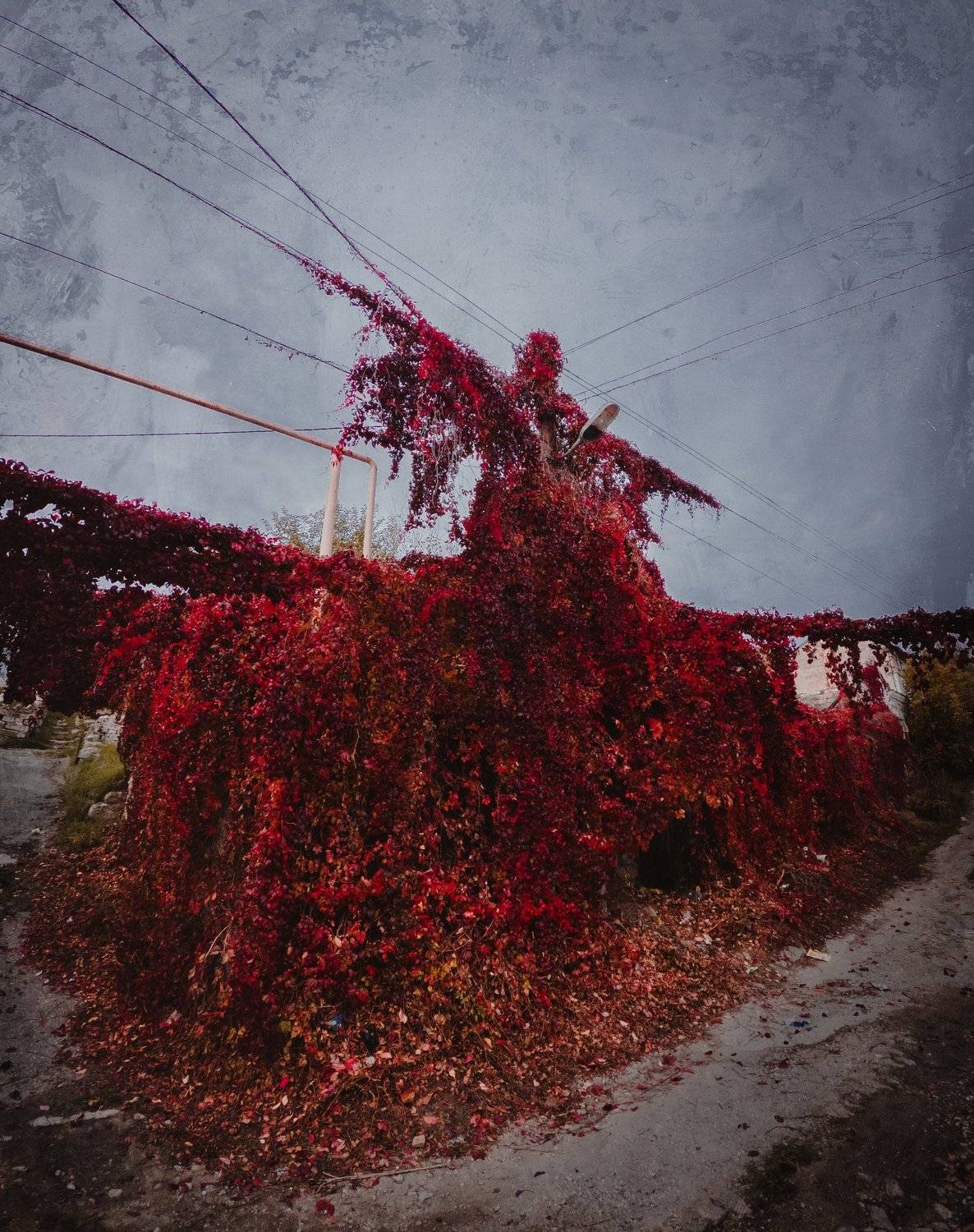 осень, распятье, виноград, улицы, боспорское царство, гора митридат, пантикапей, керчь, крым, россия, анатолий щербак, Анатолий Щербак