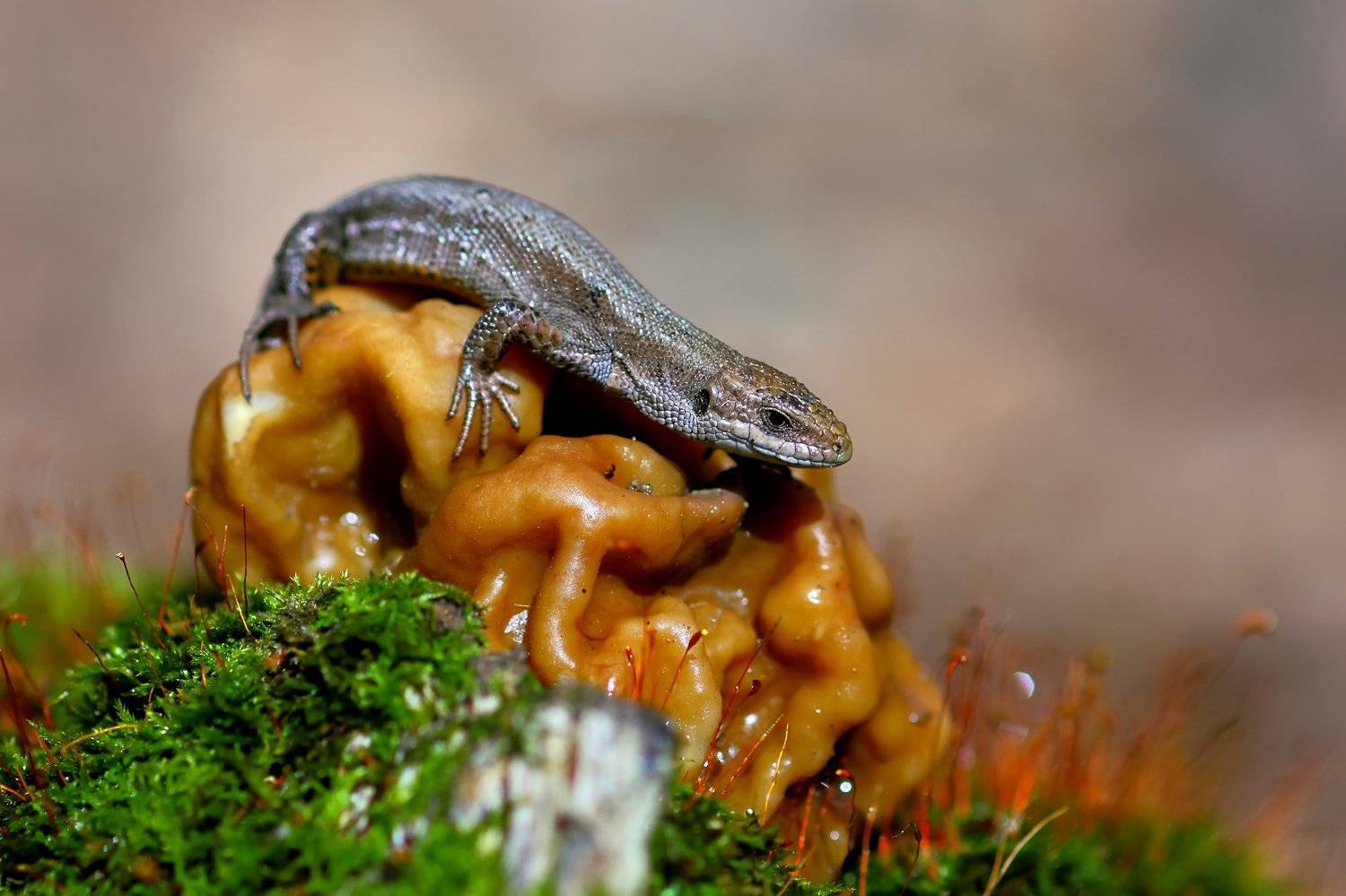 , Галина Горькавая