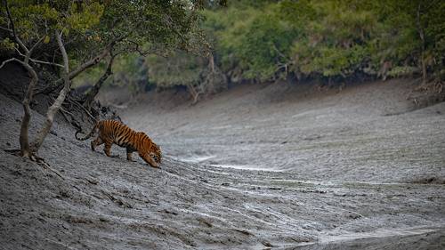 The Mangrove Queen
