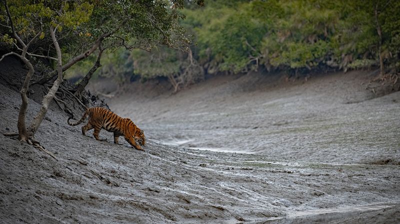 Bengal Tiger Sunderbans The Mangrove Queen фото превью