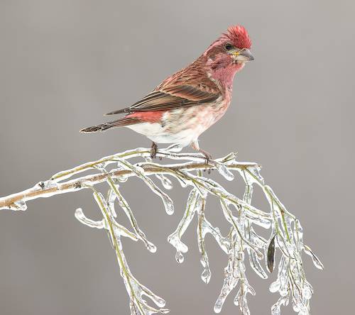Purple finch male - Пурпурная чечевица