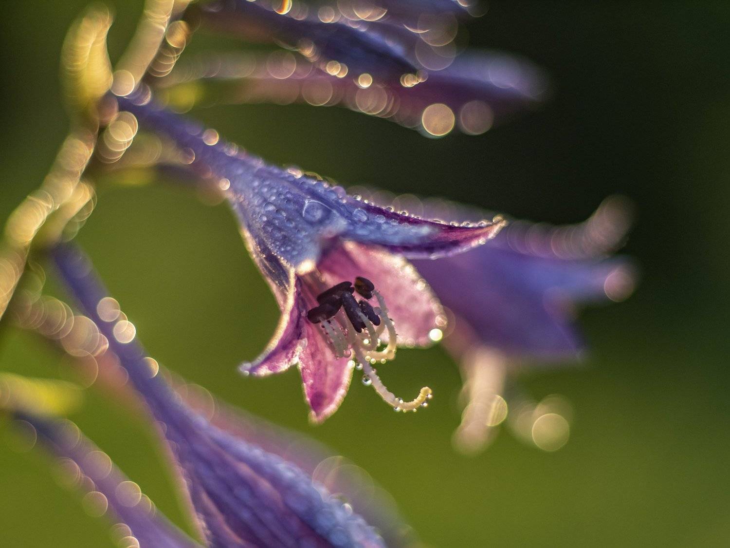 , Юрий Чернов